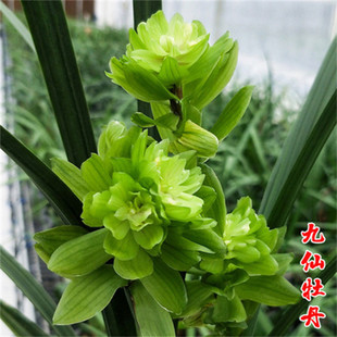 雪中建兰奇花彩云追月四季兰花苗浓香花苞室内外好养花卉盆栽名