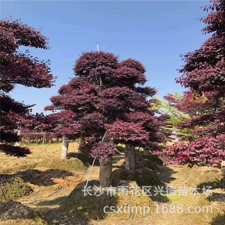 批发红檵木盆景湖南嫁接红花继造型树桩木花木批发量大优惠
