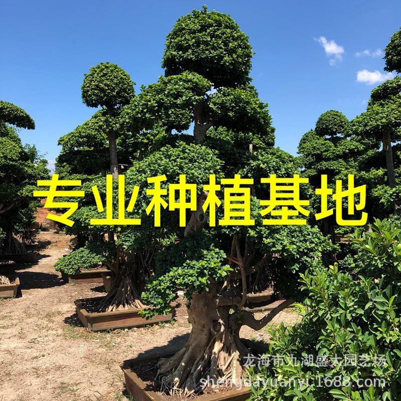 四川造型小叶榕桩景重庆小叶榕树桩批发价格小叶榕桩头福建
