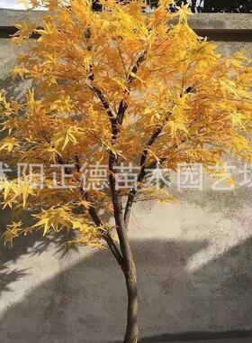 大型绿植枫叶树仿真红枫树造景黄色酒店装饰假树黄叶枫树设计枫叶