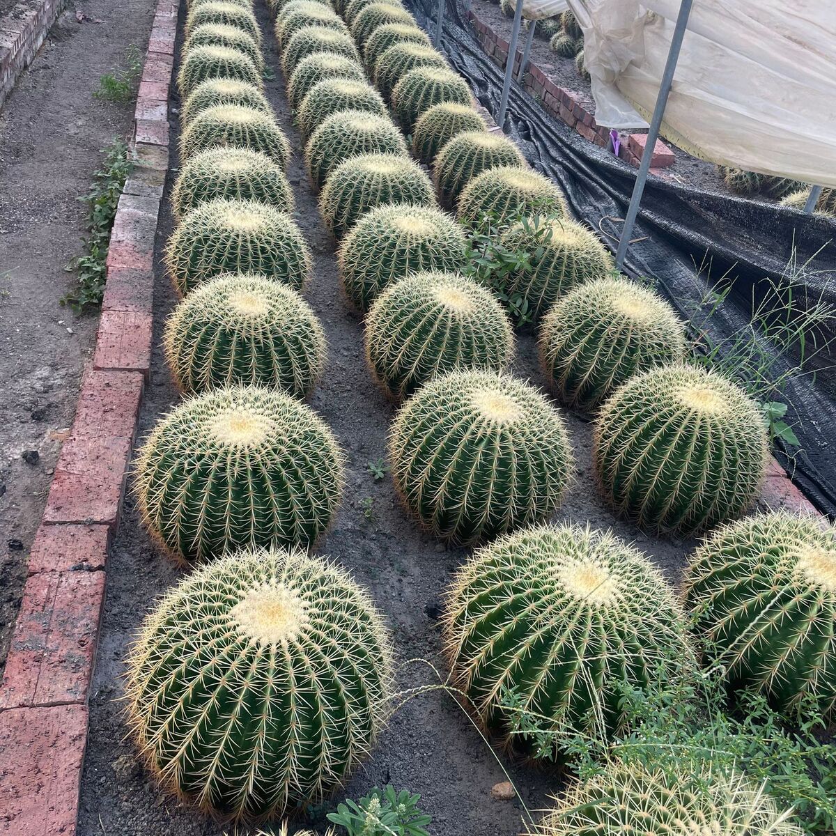 仙人球金虎80公分龙舌兰沙生植物基地产地仙人掌价格
