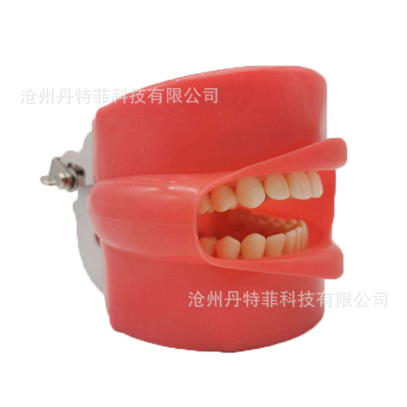 全口可拆卸备28颗牙齿模型加面皮
