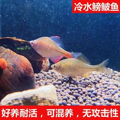 七彩鳑鲏鱼苗冷水观赏鱼混养高体鳑鲏彩石淡水大小型原生好养耐活