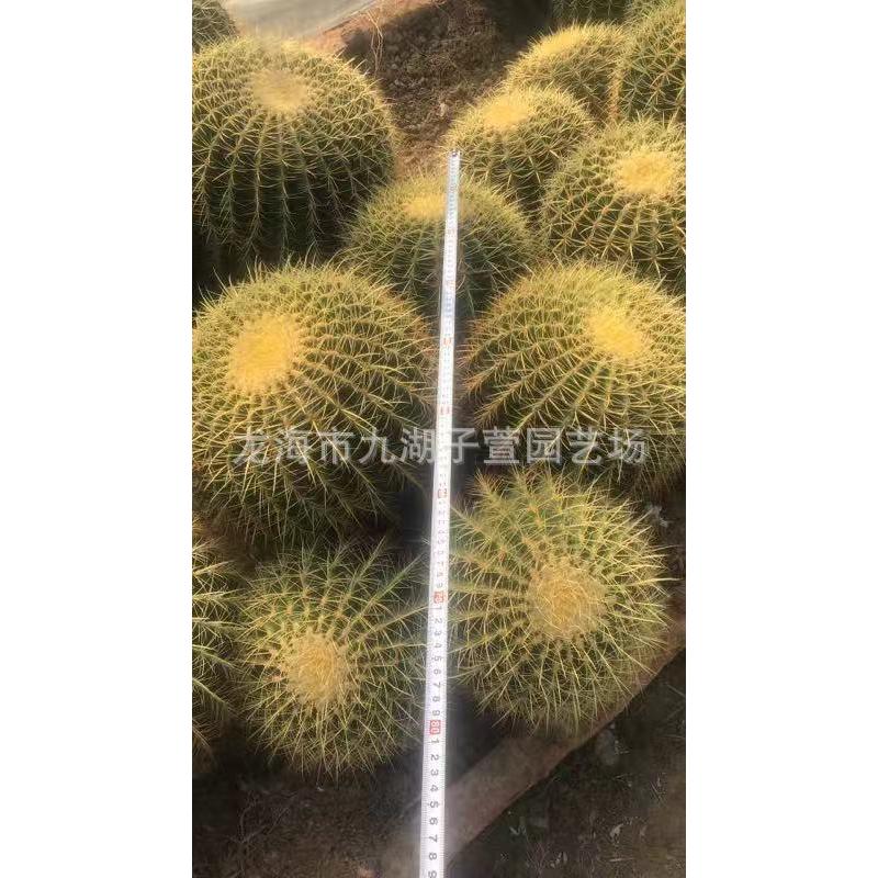 大多头金景观群仙人球仙人掌多肉植物景观造景盆栽虎沙生植物