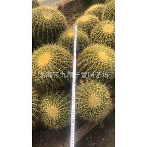 大多头金虎群仙人掌仙人球多肉植物景观造景盆栽景观沙生植物