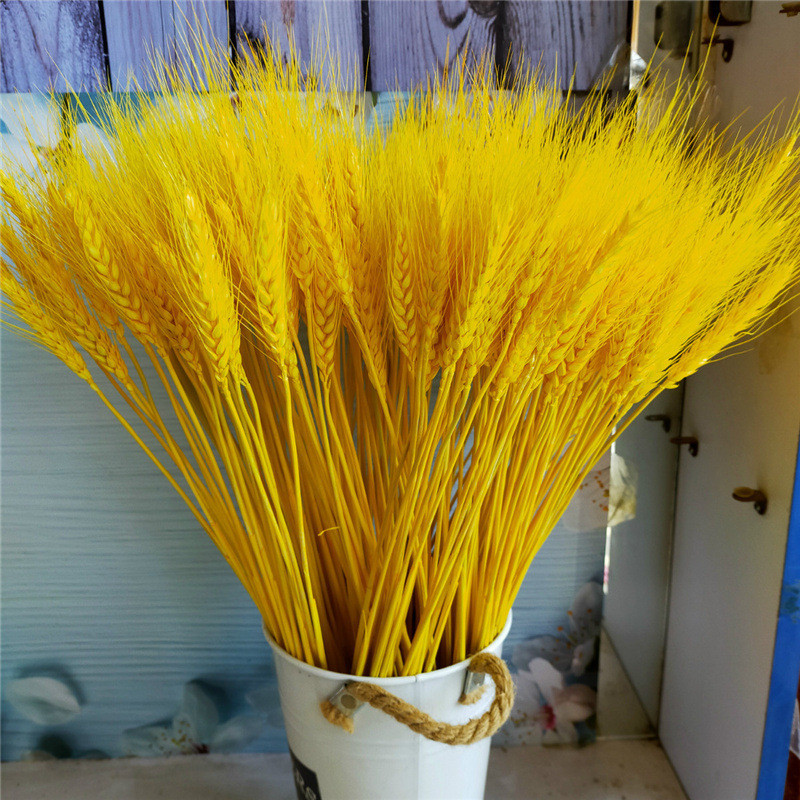 水性芦苇染料狗尾巴草干花染料染花染色兔染料草麦穗手工尾