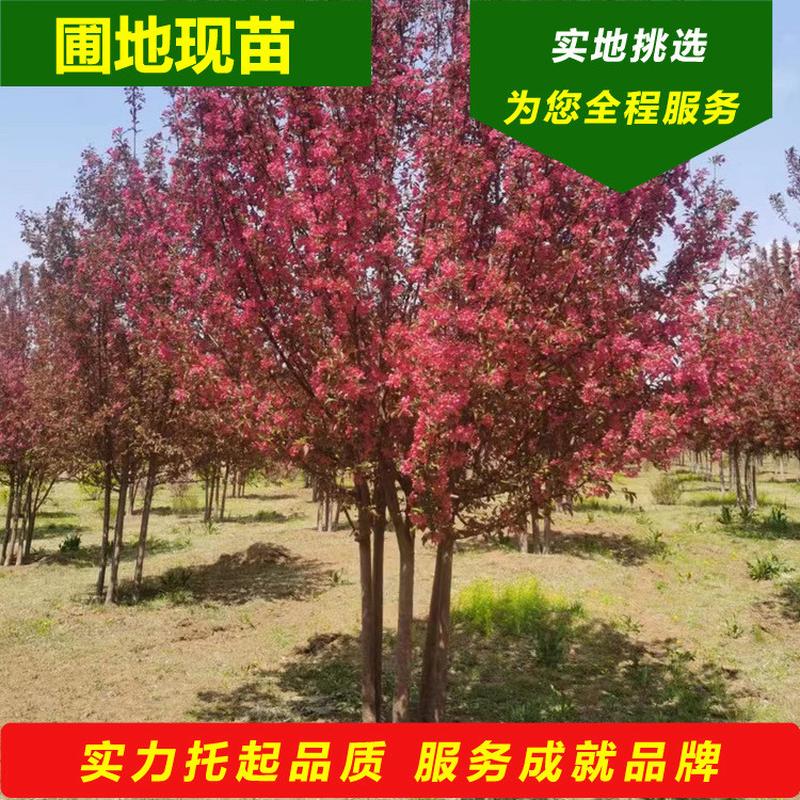 丛生梧桐树批发地圃梓树园林绿化风景行道树东北辽宁景观树基地