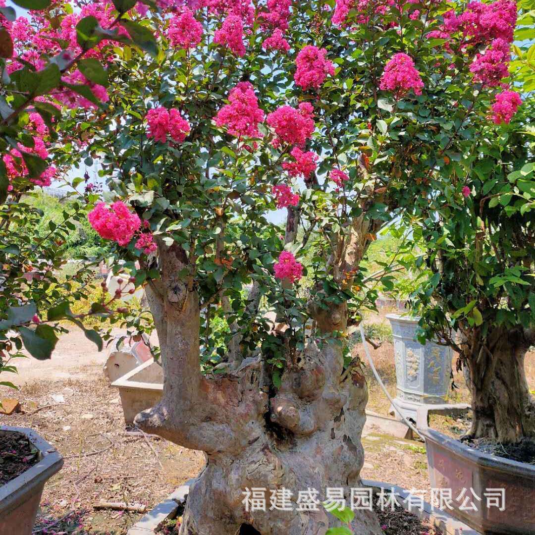 桩紫薇上海批发 造型紫薇桩景山东紫薇盆景 百日红桩头种植基地