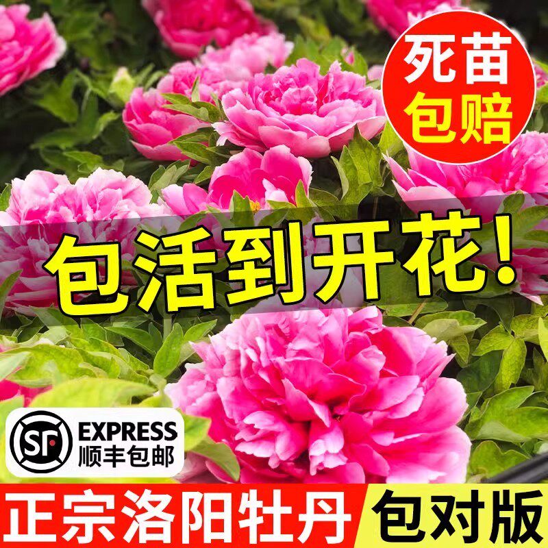 牡丹花盆栽带花苞适合家门口种的花庭院四季植物别墅院子洛阳厂家