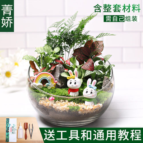 18植物儿童种植小盆栽diy鲜活切苔藓微景观材料包生态瓶创意套装