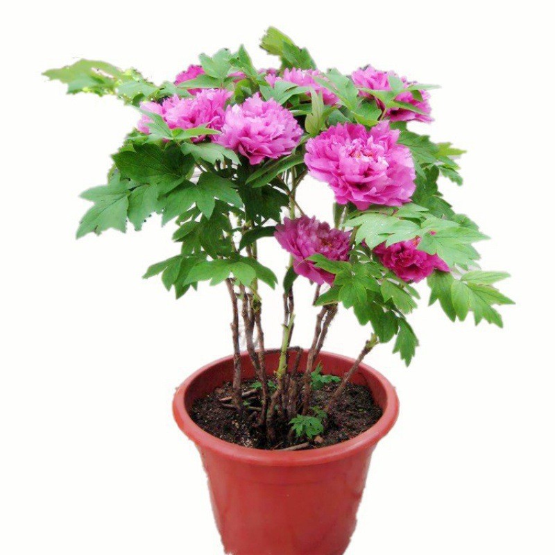 大量苗精品花卉批发牡丹花苗牡丹苗红牡丹花苗白牡丹花苗