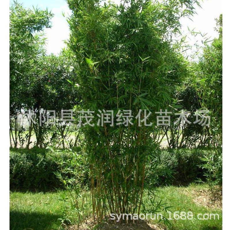 庭院地栽慈孝竹苗植物常青凤尾竹丛生竹室内盆栽绿植风景竹子