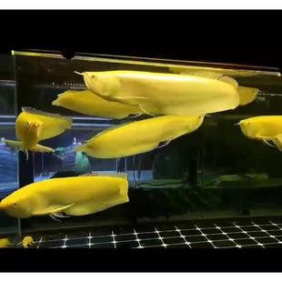 热销黄化龙银白子银龙鱼