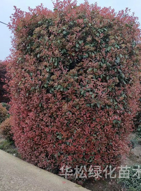 红叶石楠球形庭院园林绿化工程苗木室外常青植物球高杆红叶石楠柱