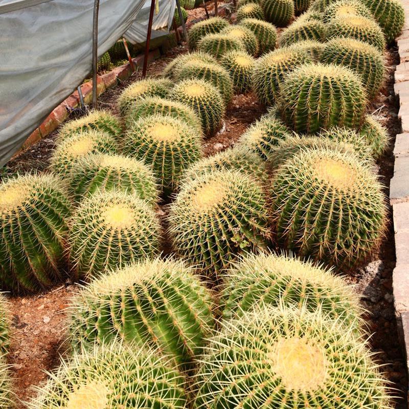 超大黄刺仙人球多头金虎大型园林展览布置沙生植物盆栽多浆植物