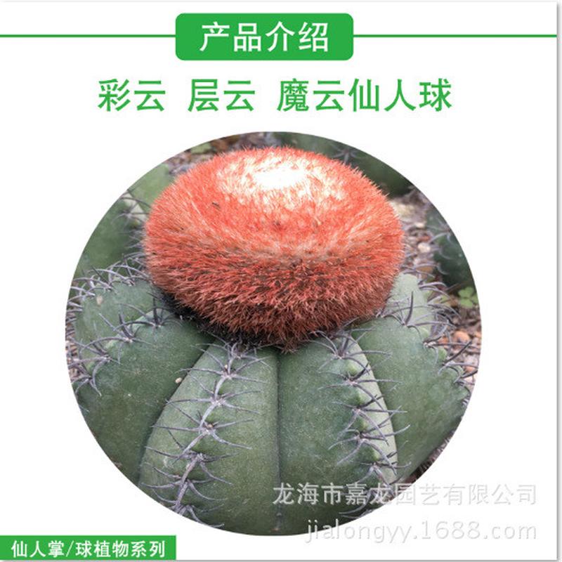 彩云层云魔云仙人球大量沙生植物室内仙人球盆栽强装饰刺仙人球