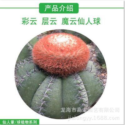 彩云层云魔云仙人球盆栽大量沙生植物室内仙人球装饰强刺仙人球