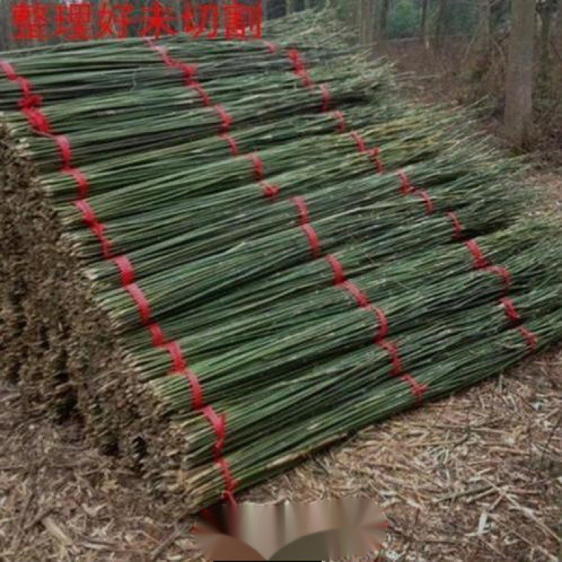 白竹竿批发装饰防腐黄粗细竹竿子豆角菜园黄瓜搭架菜架竹旗杆楠竹