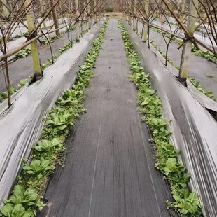 园林防草布除草布pe耐用地布遮草布盖长布除草地布隔草防草草布