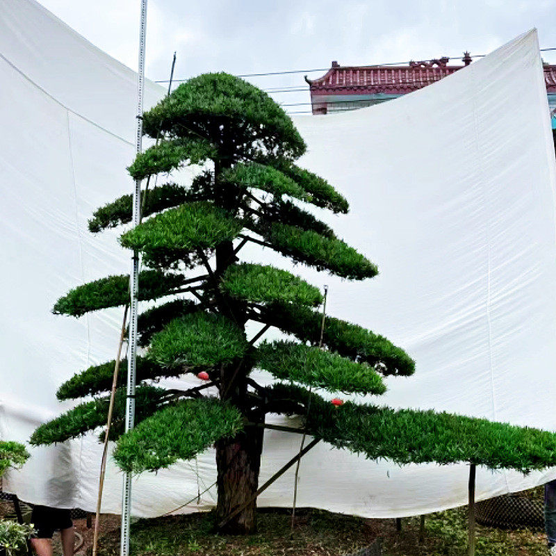 批发罗汉松造型树园林工程绿化精品庭院树2米至5米湖南直销基地