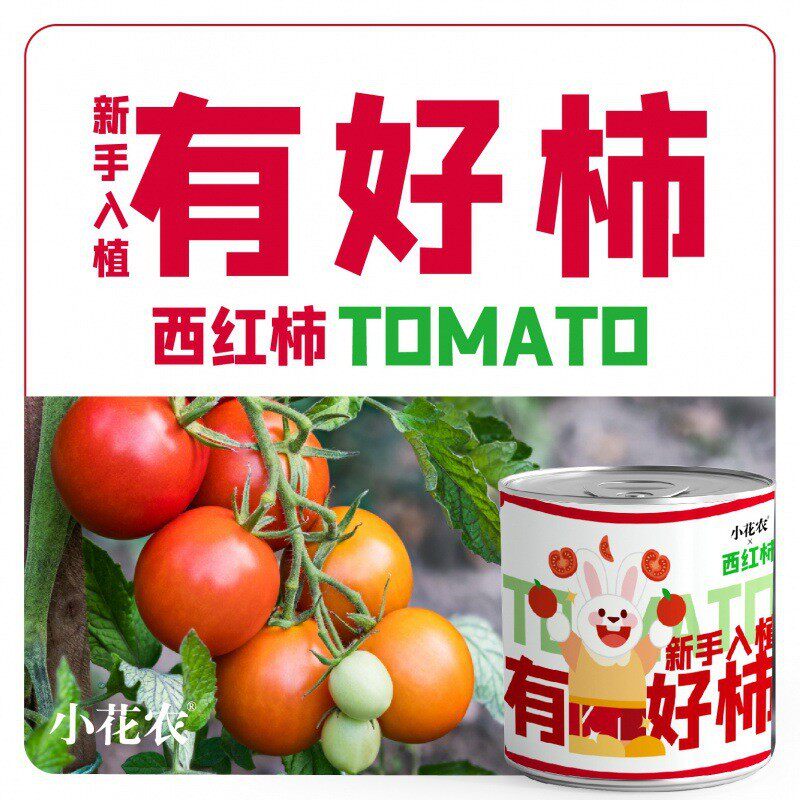 网红款祝福盆栽绿植厂家批发小花农种植摆件幼儿园小学种植盆栽
