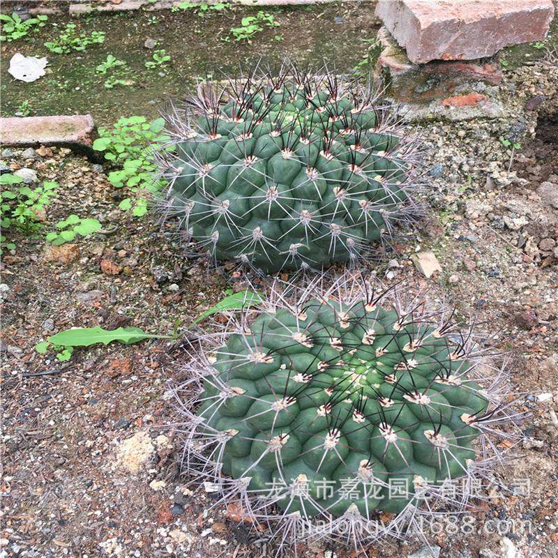 新天地仙人球实生豹子头热带浆植物多沙生多肉植物裸萼球属