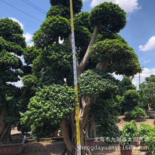福建细叶榕小叶榕桩头价格四川造型小叶榕报价批发小叶榕树桩