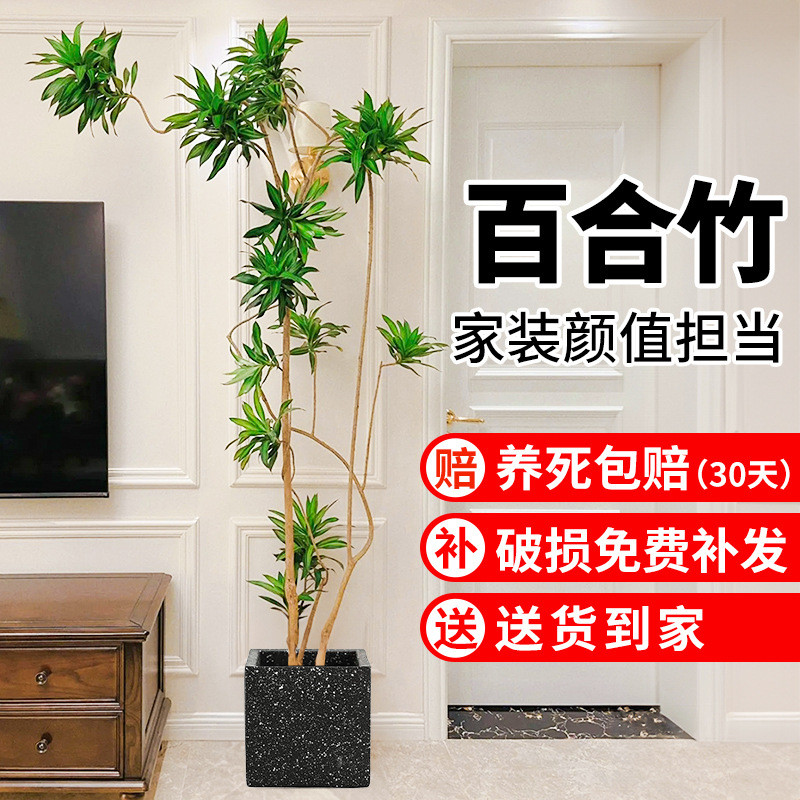 金边百合竹盆栽室内客厅阳台大型植物落地真绿植造型公司门口旺宅