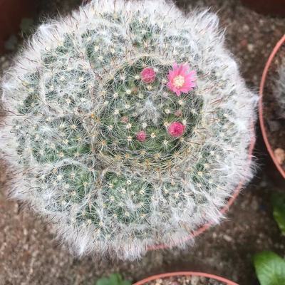 实生高砂群仙人球室内绿植小阳台基地批发
