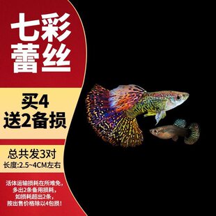 鱼苗观赏鱼宠物热带小型淡水冷水好养耐活花鳉凤尾孔雀鱼宠物孕母