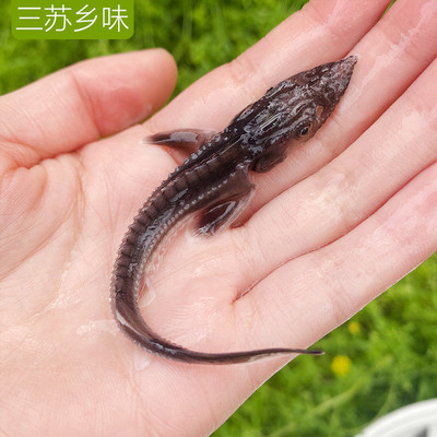 k1冷水鱼鲟鱼吃垃圾清洁鱼观赏鱼苗淡水鱼冷水鱼锦鲤名贵鱼尖嘴鲟