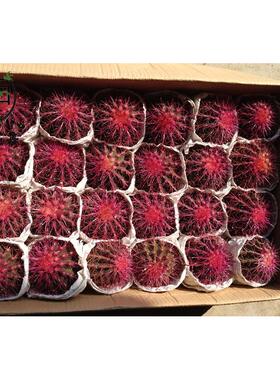 【基地直供】琥仙人球室内植物24个紫色美小盆栽