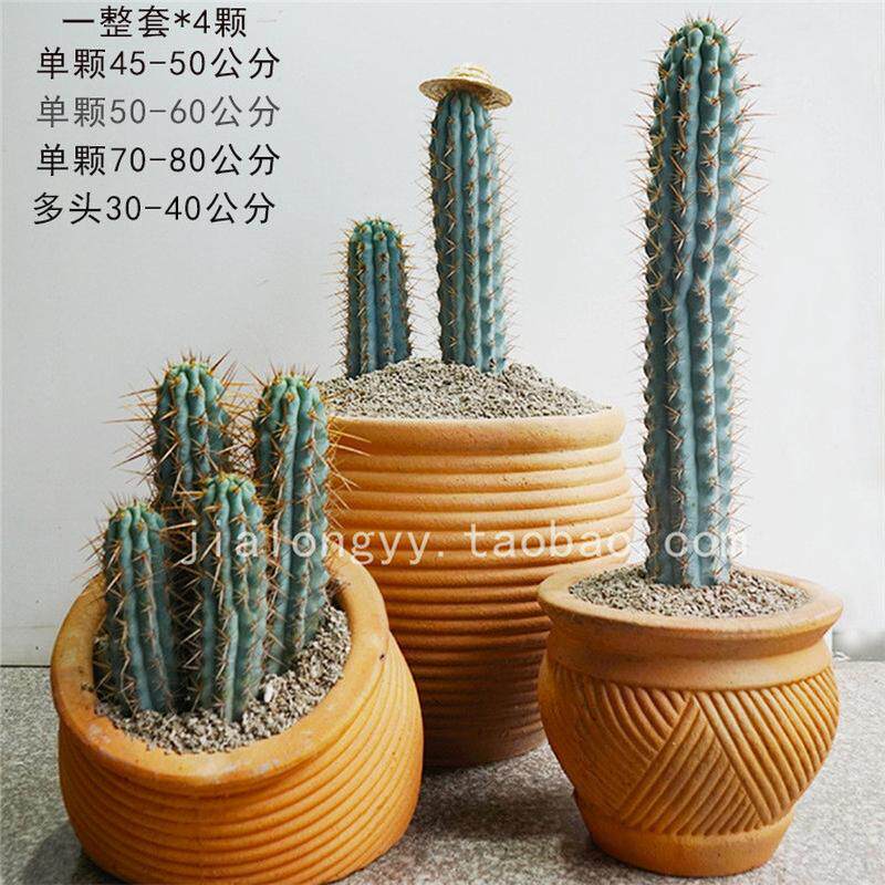 实仙人佛塔柱生柱传塔柱青云龙蓝色柱子蓝柱南美翁一拍一物