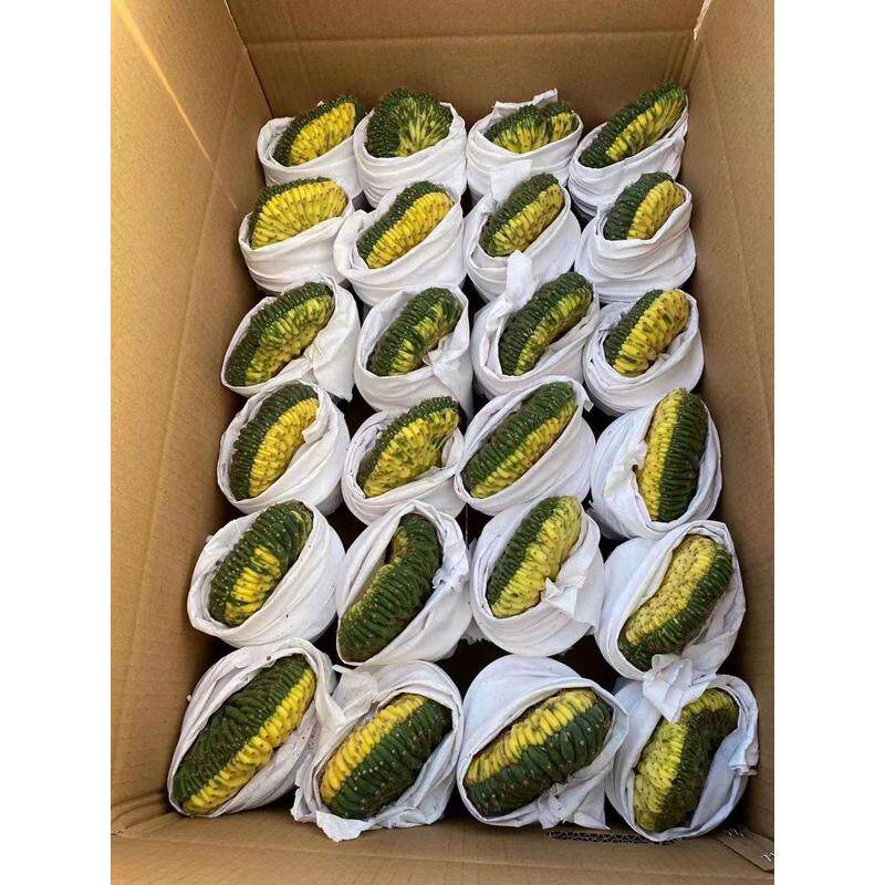 【基地直供】仙人柱多肉植物绿植柱多闻花卉盆栽缀化锦
