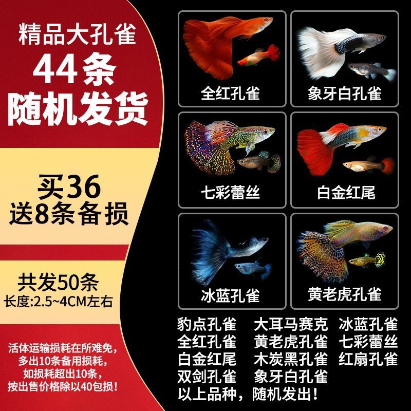 孔雀鱼观赏鱼宠物热带小型淡水凤尾好养耐活花鳉冷水鱼苗宠物孕母
