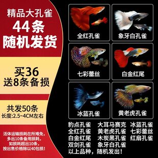 孔雀鱼观赏鱼宠物热带小型淡水凤尾好养耐活花鳉冷水鱼苗宠物孕母