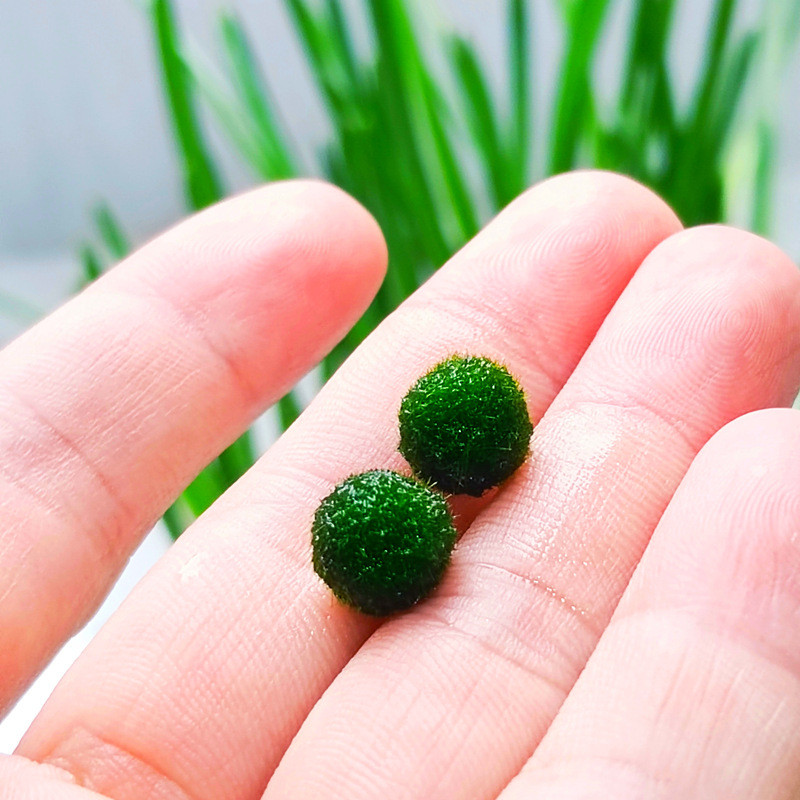 海藻微景观生态瓶室内鱼缸水生莫马里桌面水培创意迷你植物球球藻