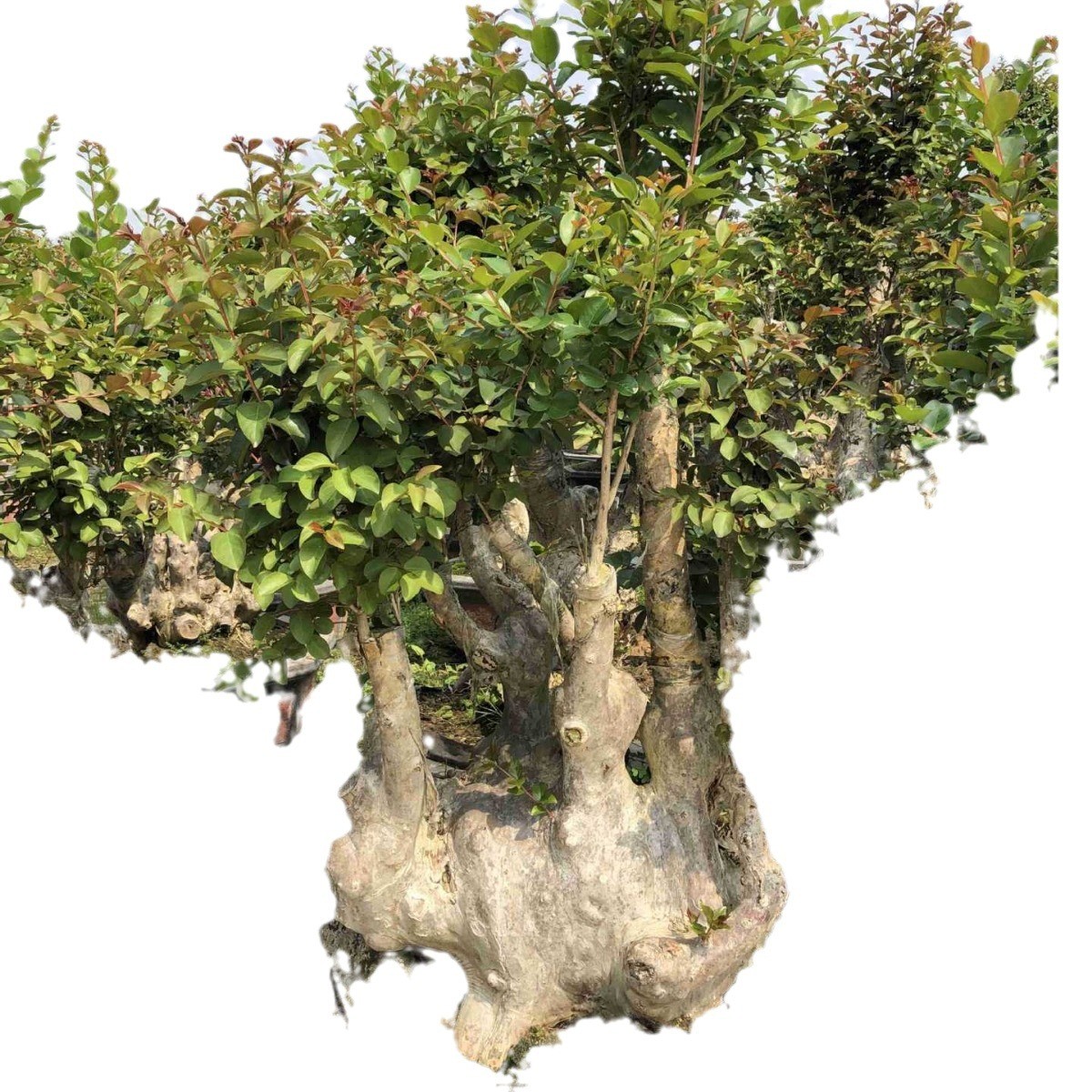 江苏紫薇树桩 福建造型紫薇桩头 浙江紫薇桩价格景  安徽紫薇盆景