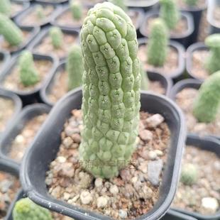 9cm自根佛头约萝藦科仙人掌裸根花卉盆栽绿植 多肉植物批发玉6