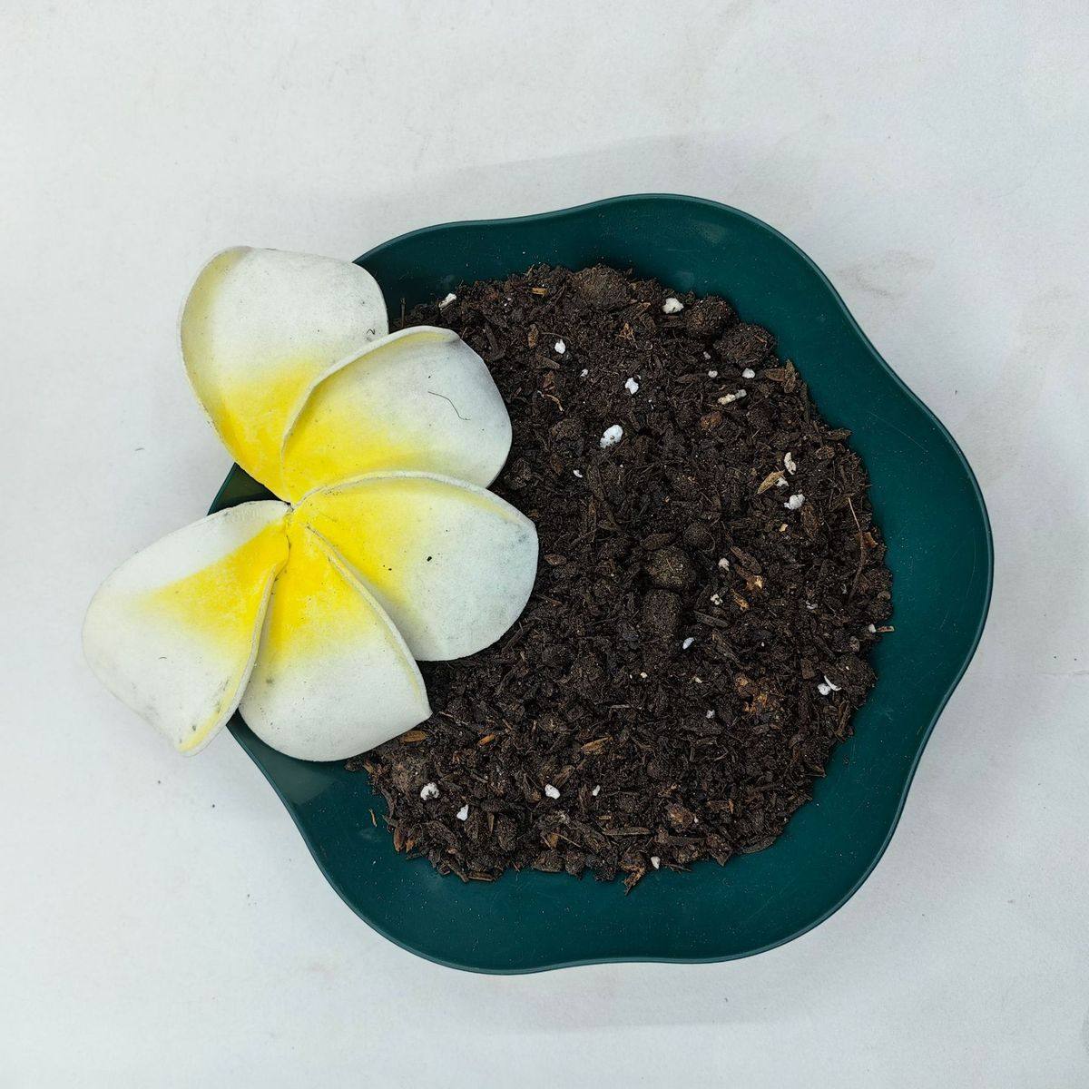 营养土种花在种植土种菜种花盆土壤家用肥料多肉有机腐殖土