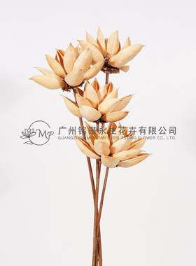 【紫荆莲】木槿花干莲蓬木莲花插花拍摄道具家居软装