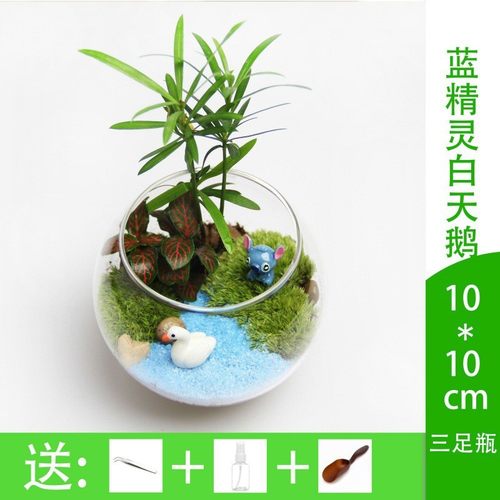 微景观瓶微观苔藓绿植物玻璃组合盆栽生态瓶盆景材料包diy套装