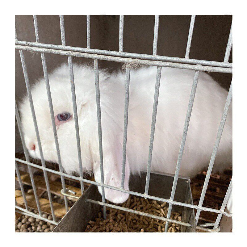 兔粮饲料康饲料司袋装40kg全价颗粒肉兔宠物兔配合兔粮大公