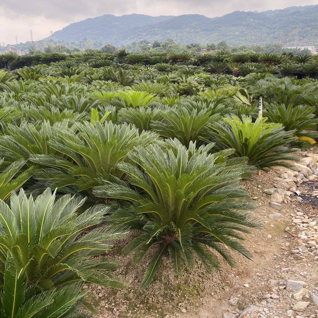 单杆铁树产地大量种植批发 多规格 多头铁树盆景 丛生铁树销售
