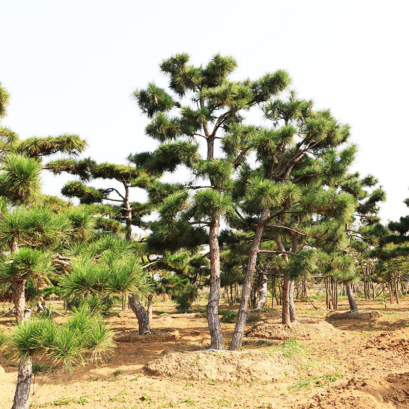 1-5米造型油松山东基地景区园林直发观景苗木松树全冠造型油松
