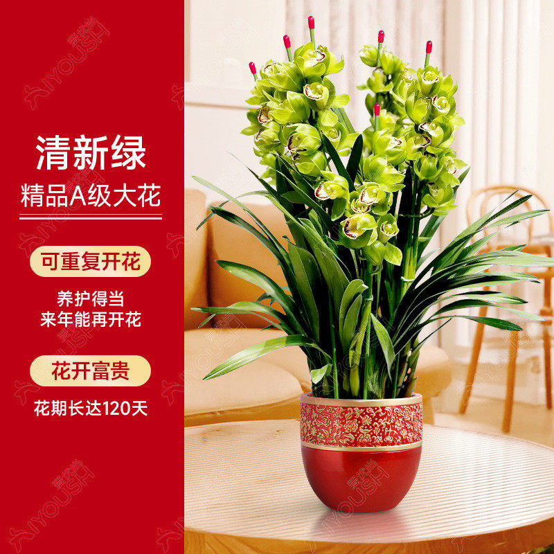 客厅花蕙兰盆栽直兰带花苞花剑大室内好养年宵花绿植喜庆花卉植物