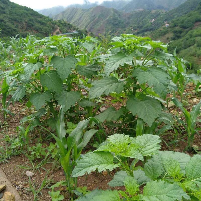 产地厂家电商专用1斤浆35-40花籽冰粉冰粉籽石斤凉粉籽50kg