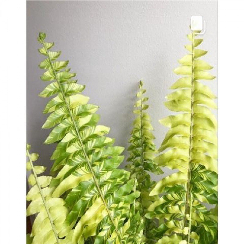 虎斑肾蕨盆栽稀有蕨类植物室内绿植花卉耐办公桌面斑叶花叶肾蕨