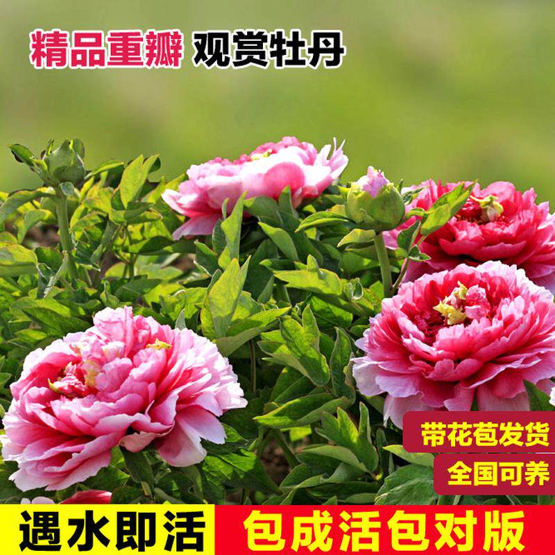 牡丹花盆栽带花苞重瓣开花树苗耐寒耐冻花卉室外阳台适合庭院厂家