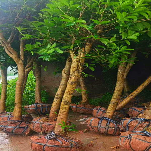 重庆桂花树工桂花树八公分的江津桂花树品种八月绿化树
